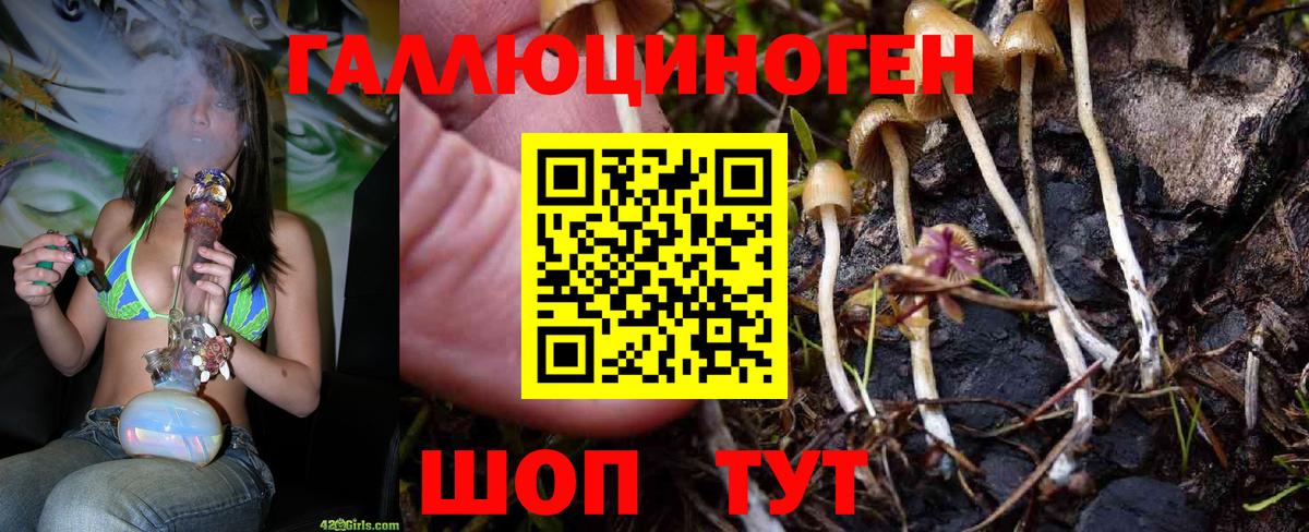 Псилоцибиновые грибы GOLDEN TEACHER Гулькевичи